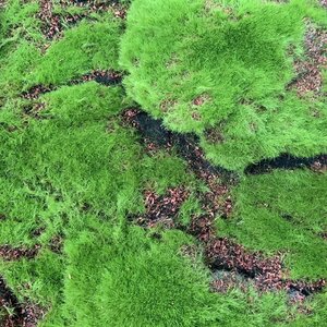 Искусственная панель FLAT MOSS by Green Walls